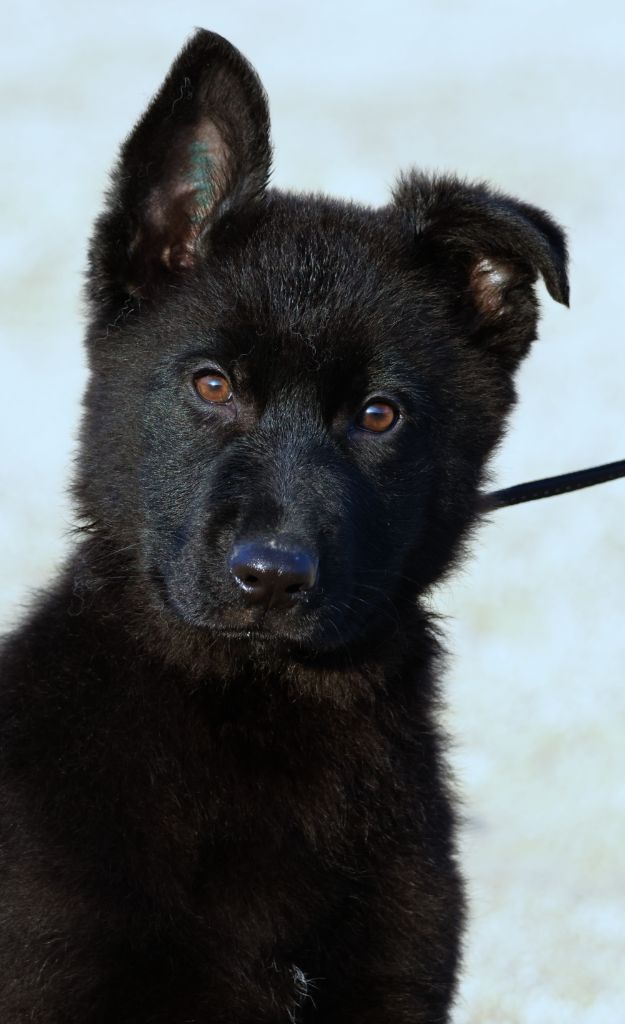 Fabien de jye - Chiots disponibles - Berger Allemand