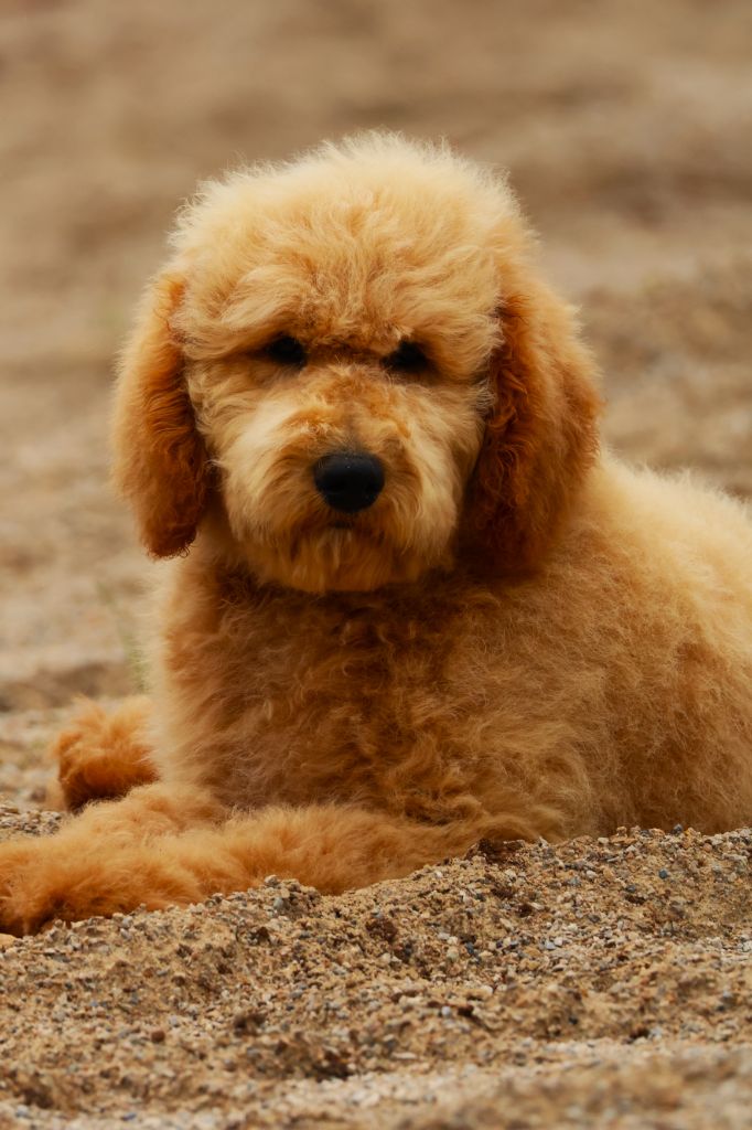 Fabien de jye - Chiots disponibles - Caniche
