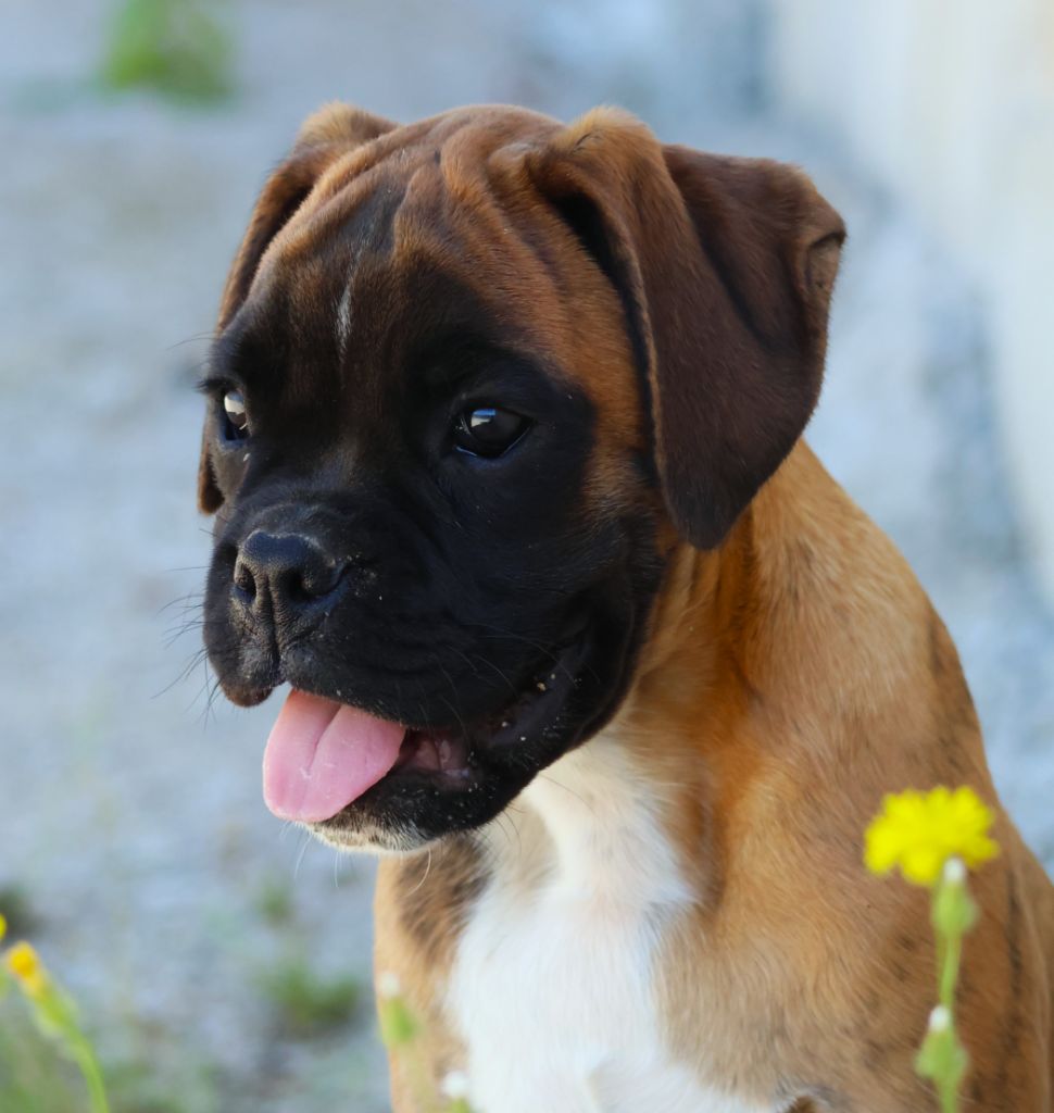 Fabien de jye - Chiots disponibles - Boxer