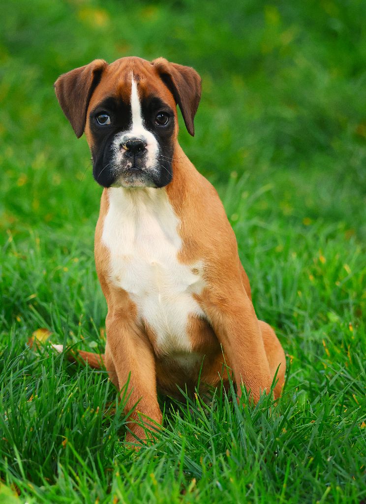 Fabien de jye - Chiots disponibles - Boxer