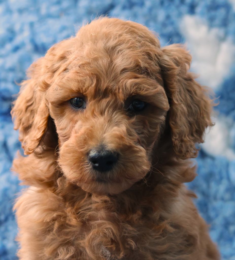 Fabien de jye - Chiots disponibles - Caniche