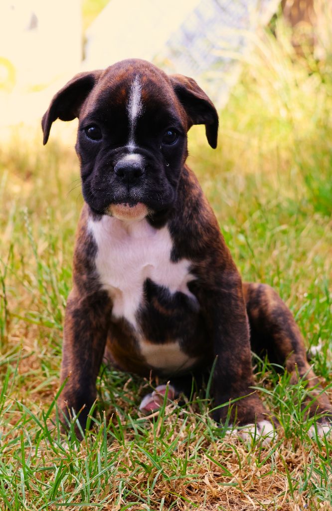 Fabien de jye - Chiots disponibles - Boxer