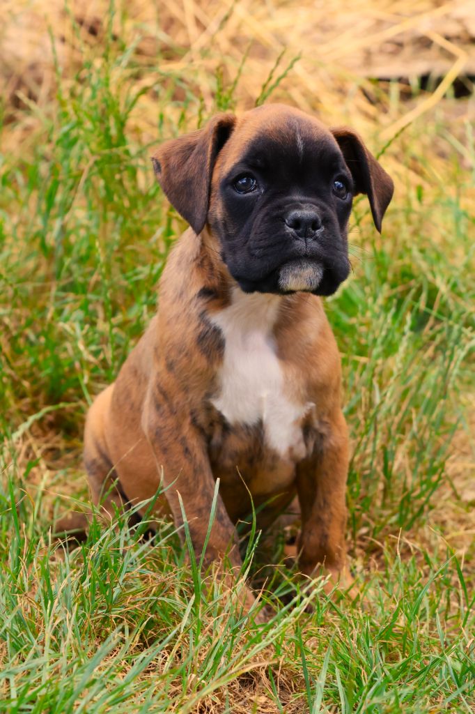 Fabien de jye - Chiots disponibles - Boxer